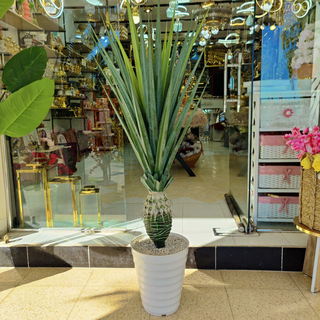 Plante 1.60 cm